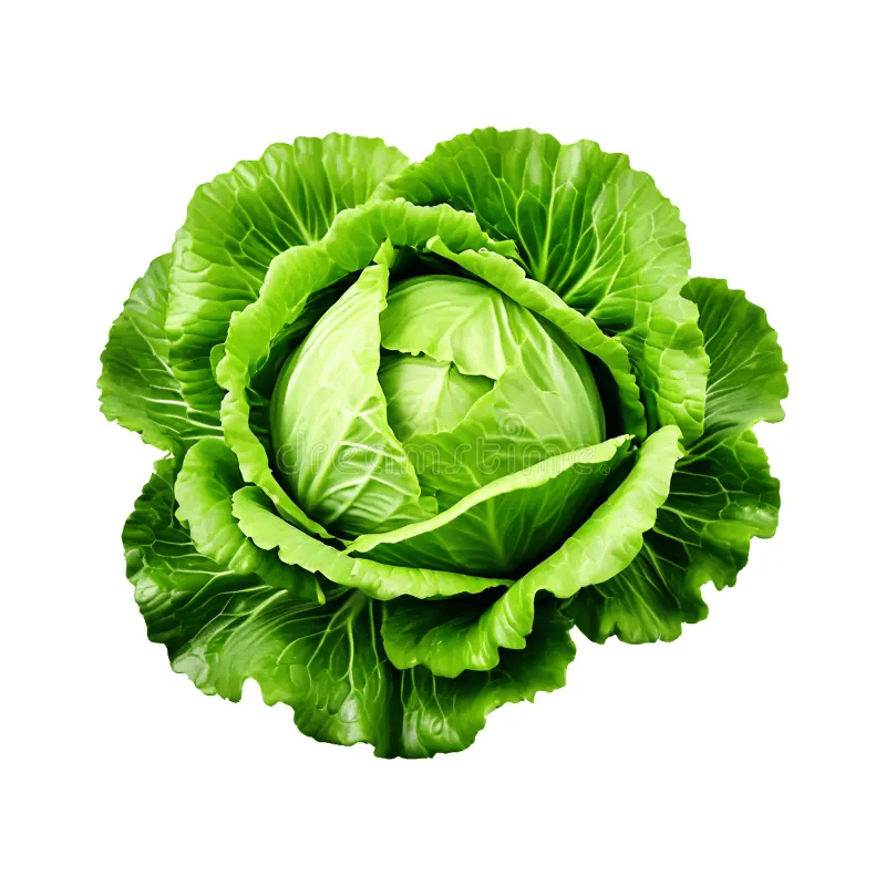 Cabbage